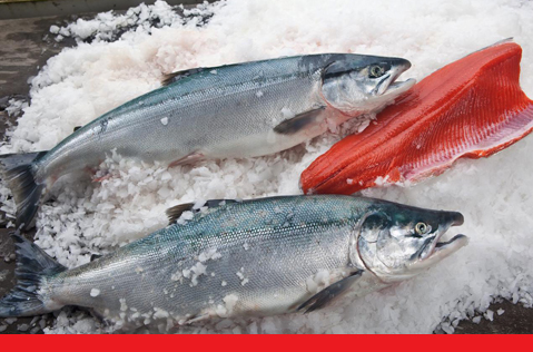 A photo of salmon on ice demonstrating our Priority Air Cargo services. 